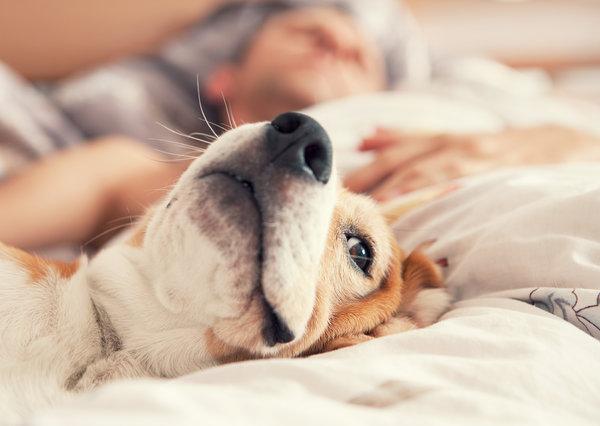 Advantages & Dangers – Alaska Sleep Clinic Advantages & Dangers – Alaska Sleep Clinic
