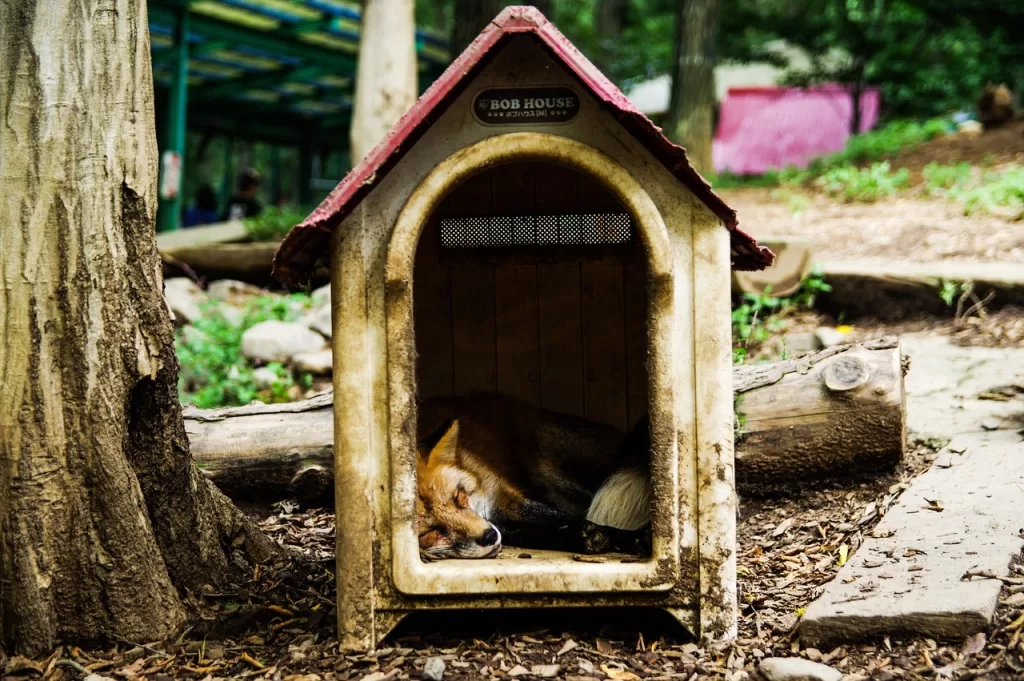 Fox sleeping in a dog house.